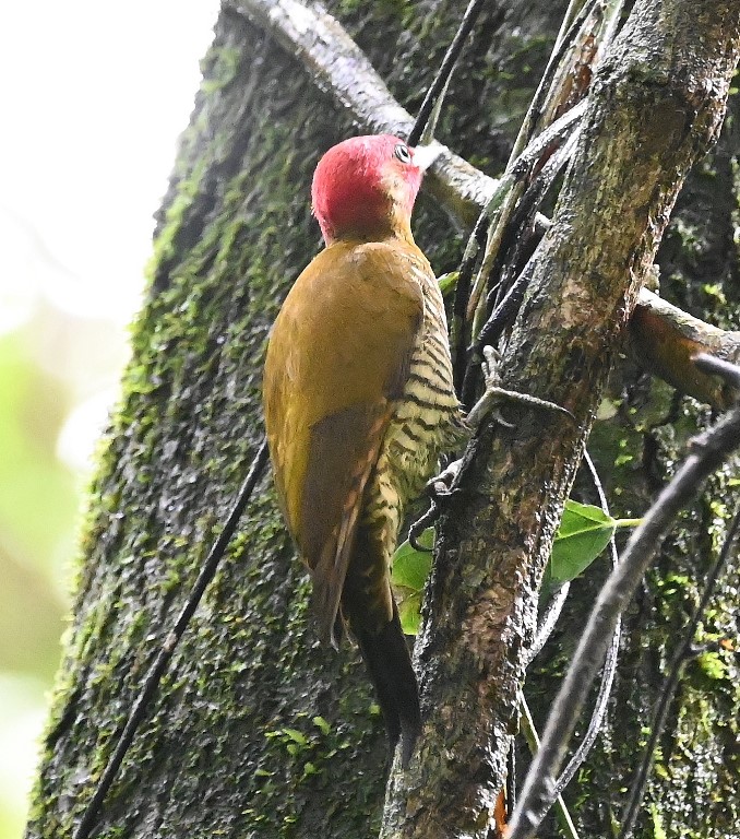 DSC_0597b.jpg