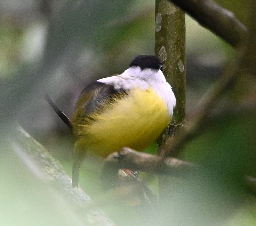 DSC_0651b.jpg