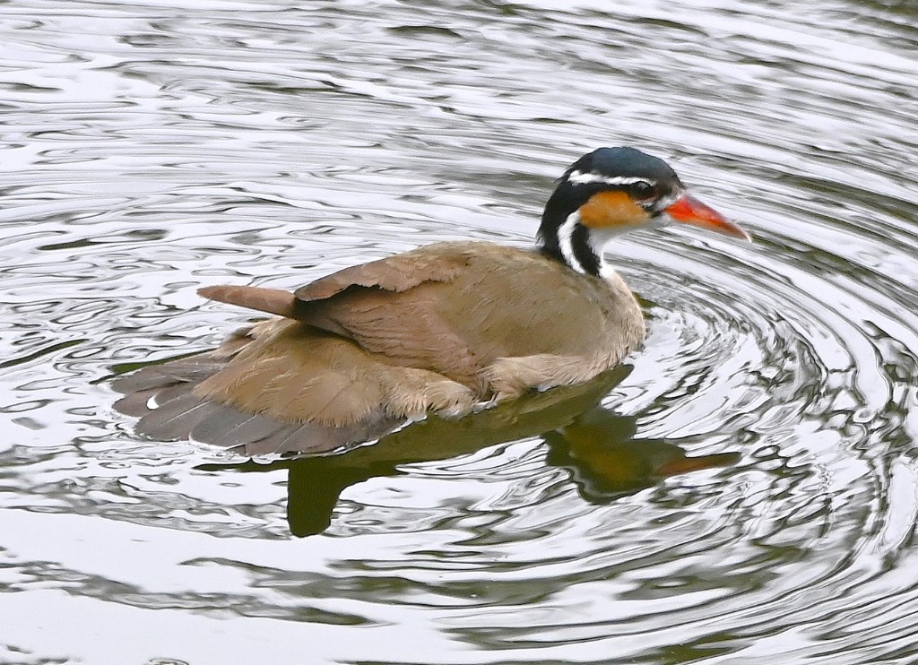 DSC_0707b.jpg
