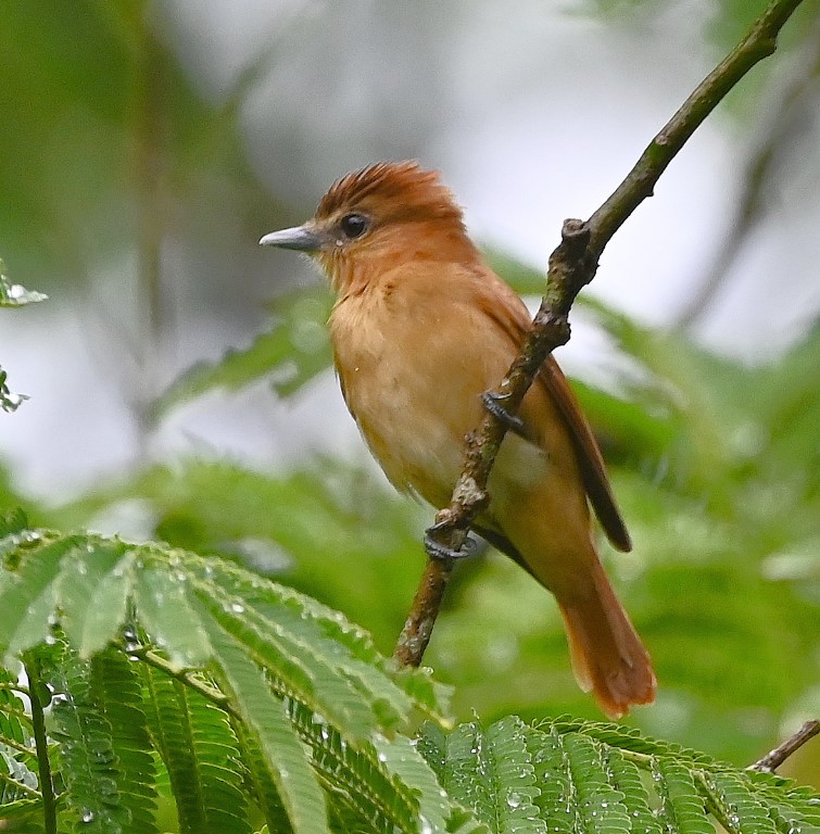 DSC_0808b.jpg