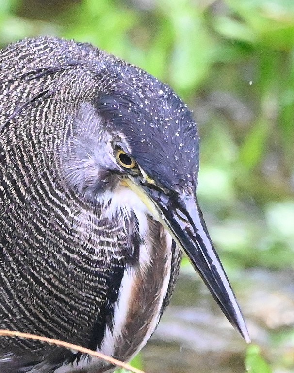 DSC_0824b.jpg