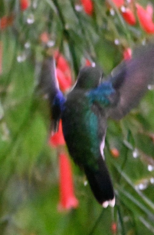 DSC_0856b.jpg