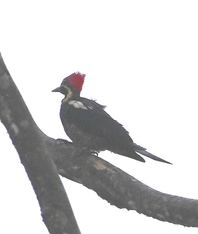 DSC_0919b.jpg