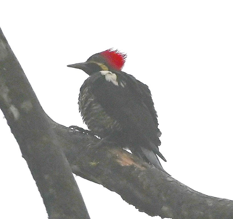 DSC_0927b.jpg