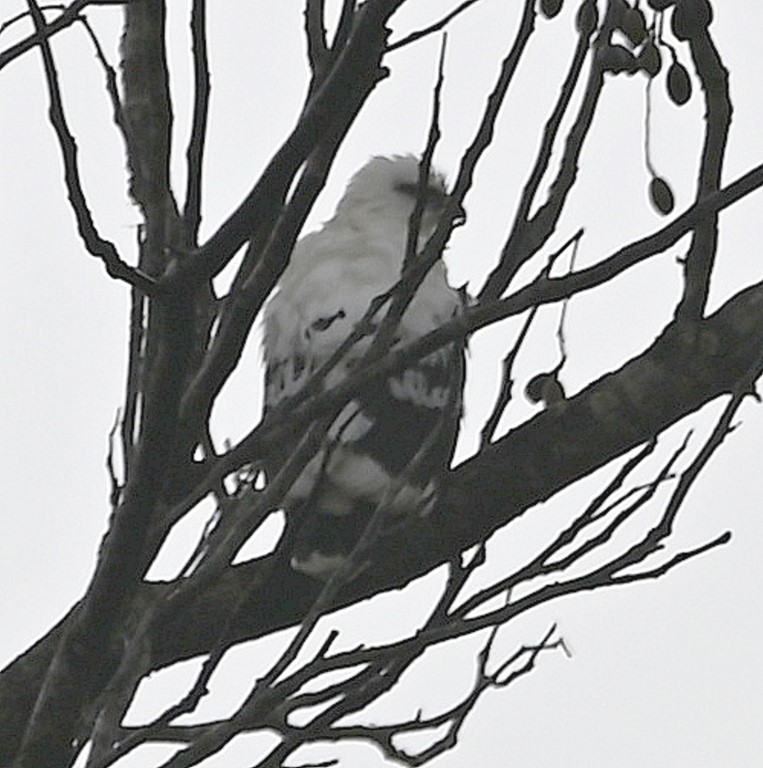 DSC_1121b.jpg