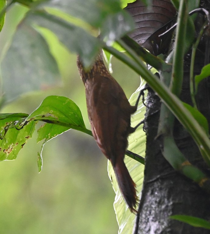 DSC_1241b.jpg