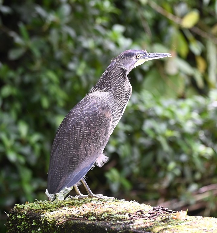 DSC_1328b.jpg