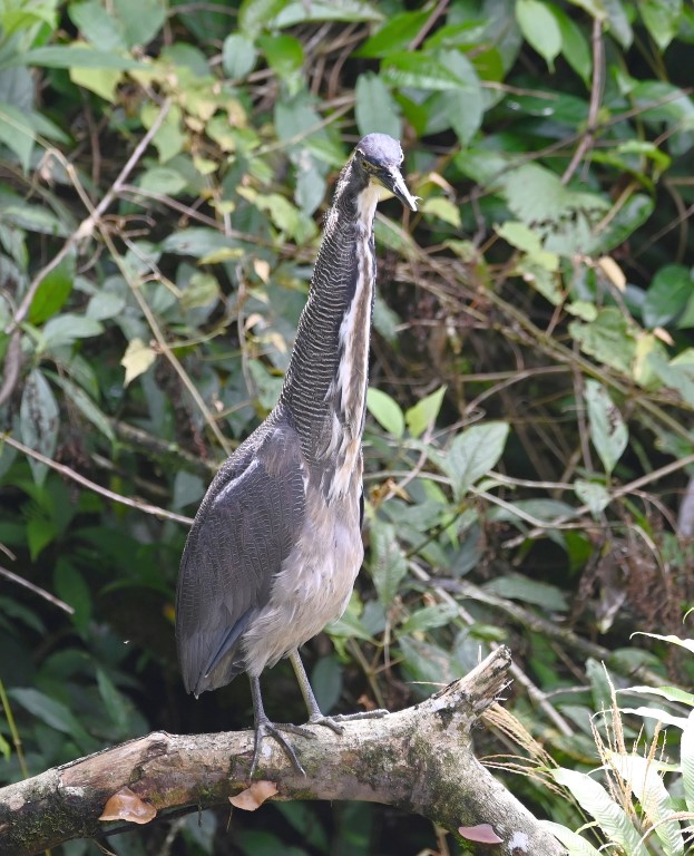 DSC_1333b.jpg