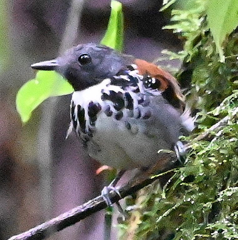 DSC_1392b.jpg