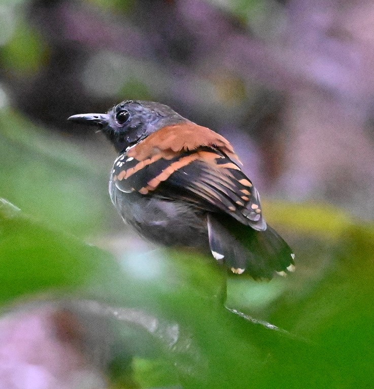 DSC_1396b.jpg