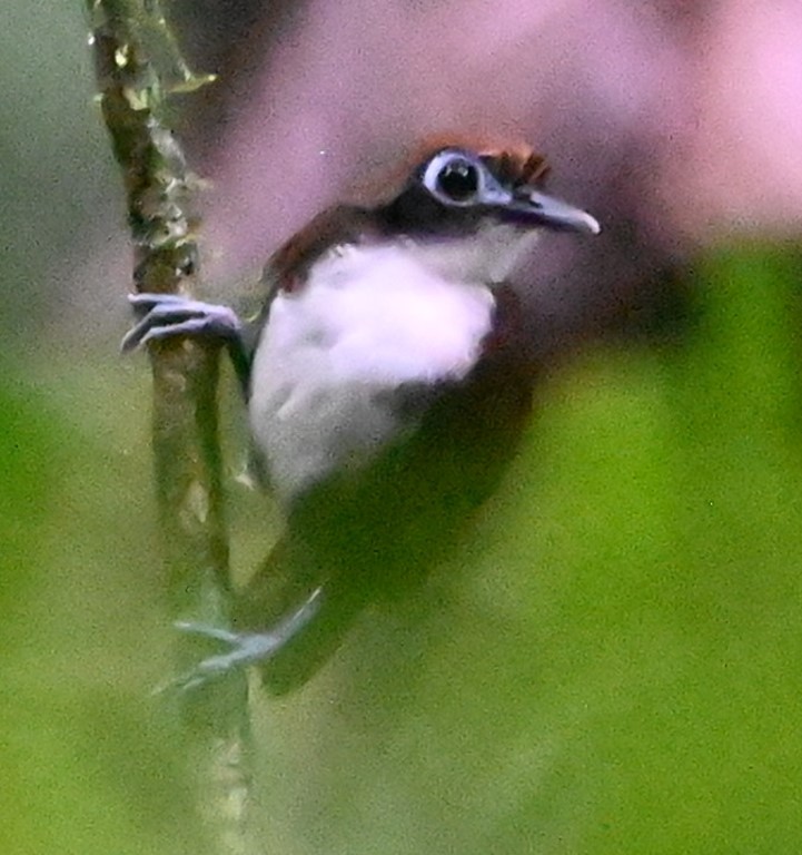 DSC_1419b.jpg