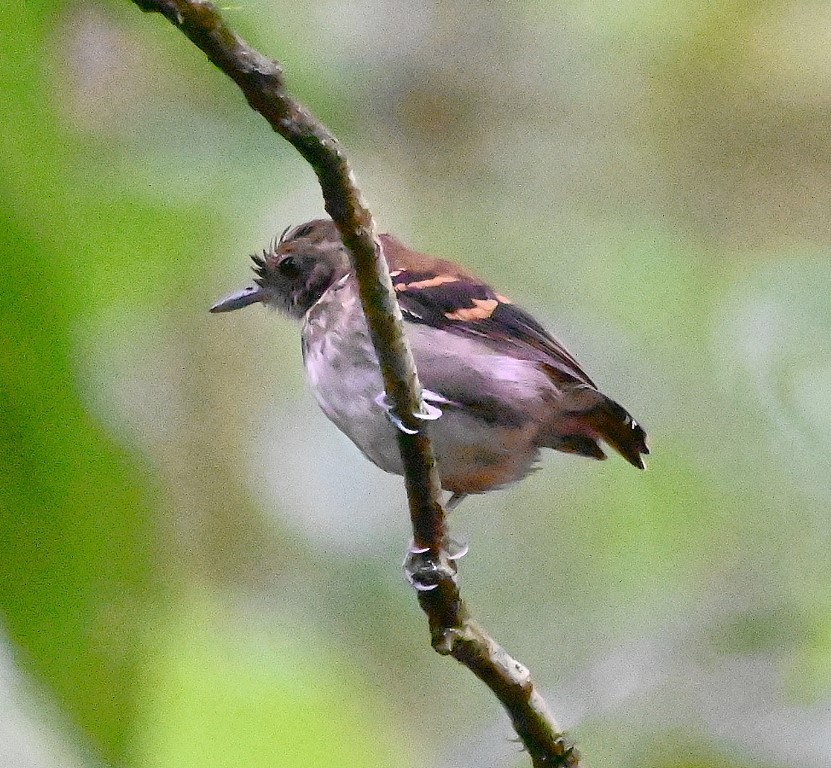 DSC_1432b.jpg
