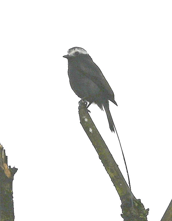 DSC_1505b.jpg