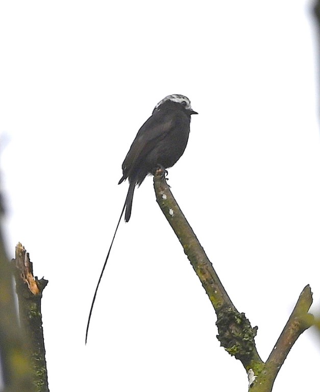 DSC_1525b.jpg