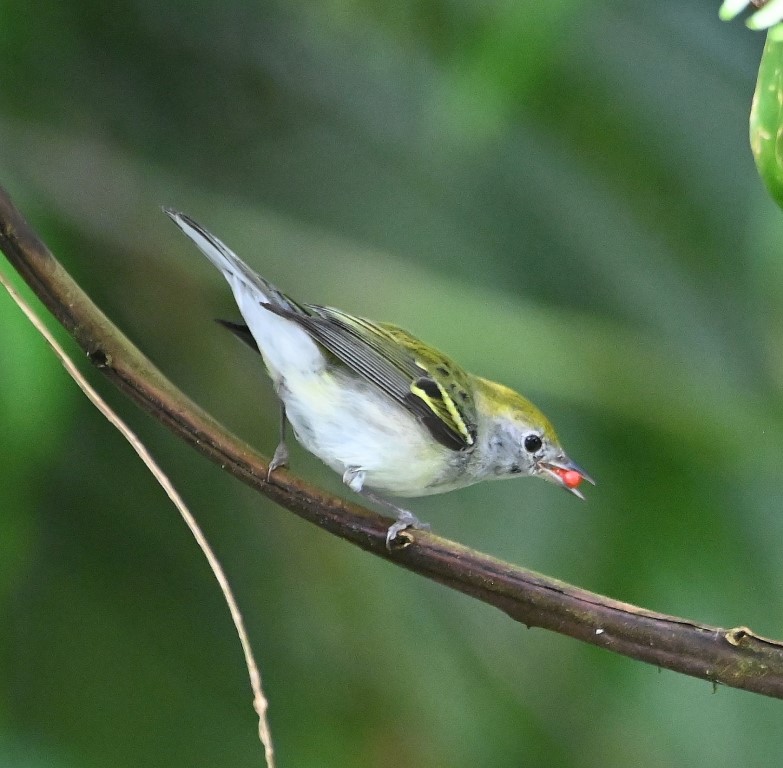 DSC_1754b.jpg