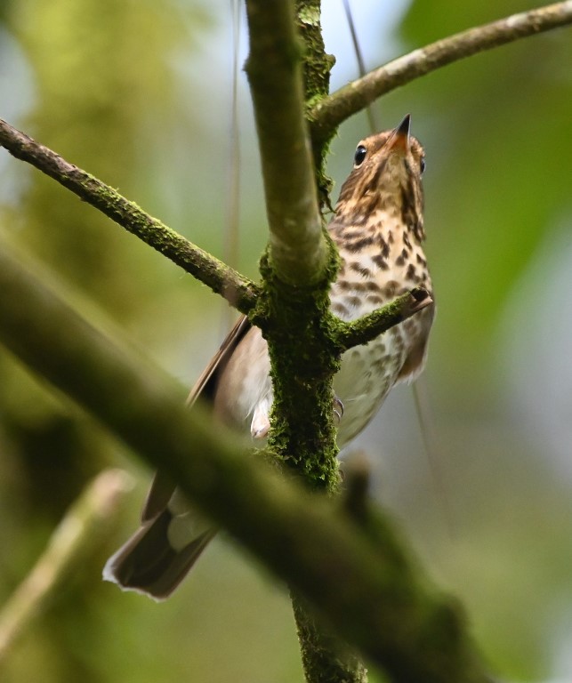 DSC_1758b.jpg