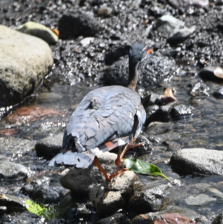 DSC_1889b.jpg