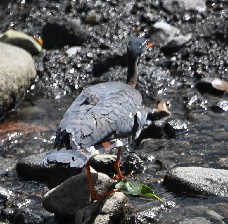 DSC_1890b.jpg