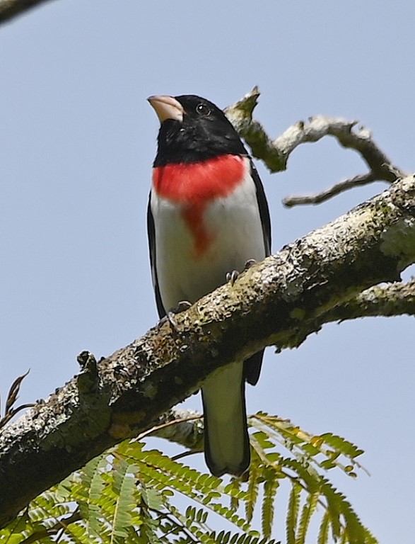 DSC_1919b.jpg