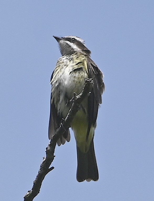 DSC_1925b.jpg