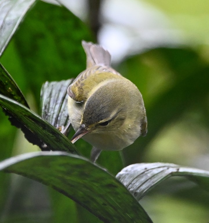 DSC_1942b.jpg