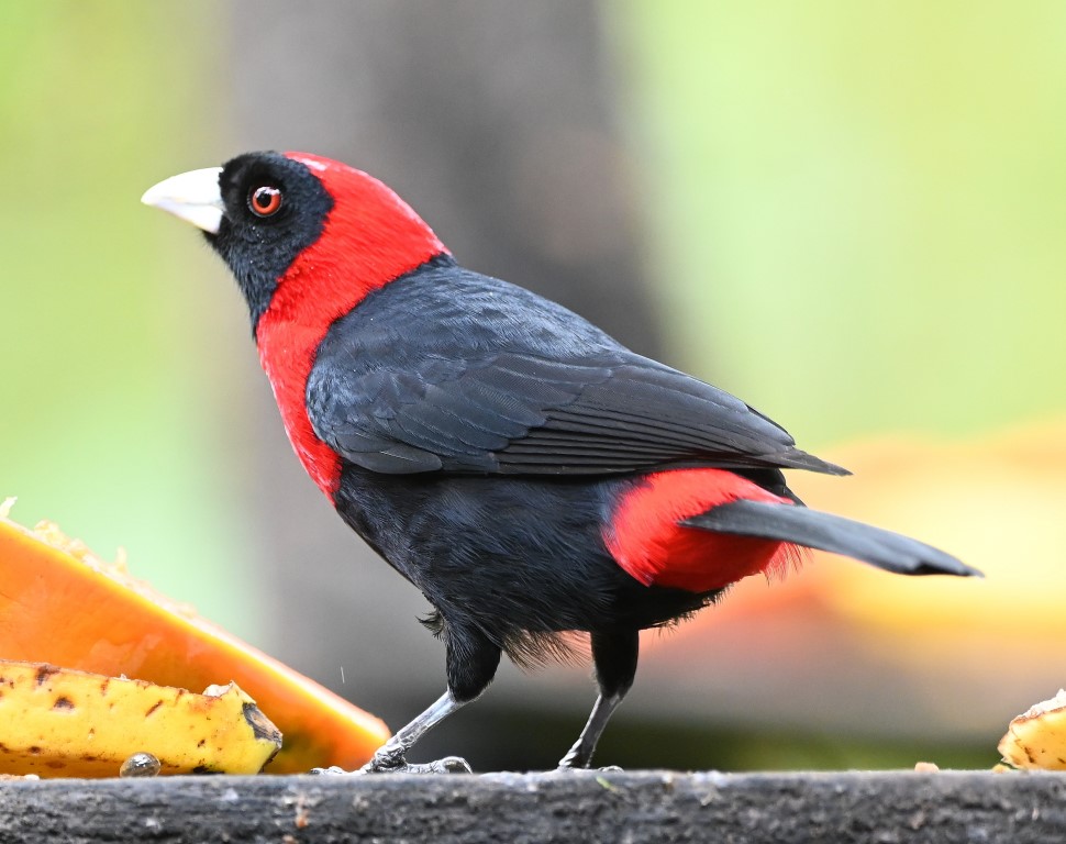 DSC_2004b.jpg
