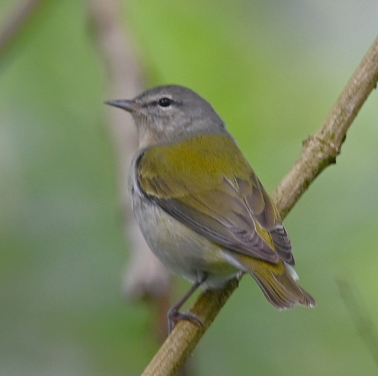 DSC_2006b.jpg