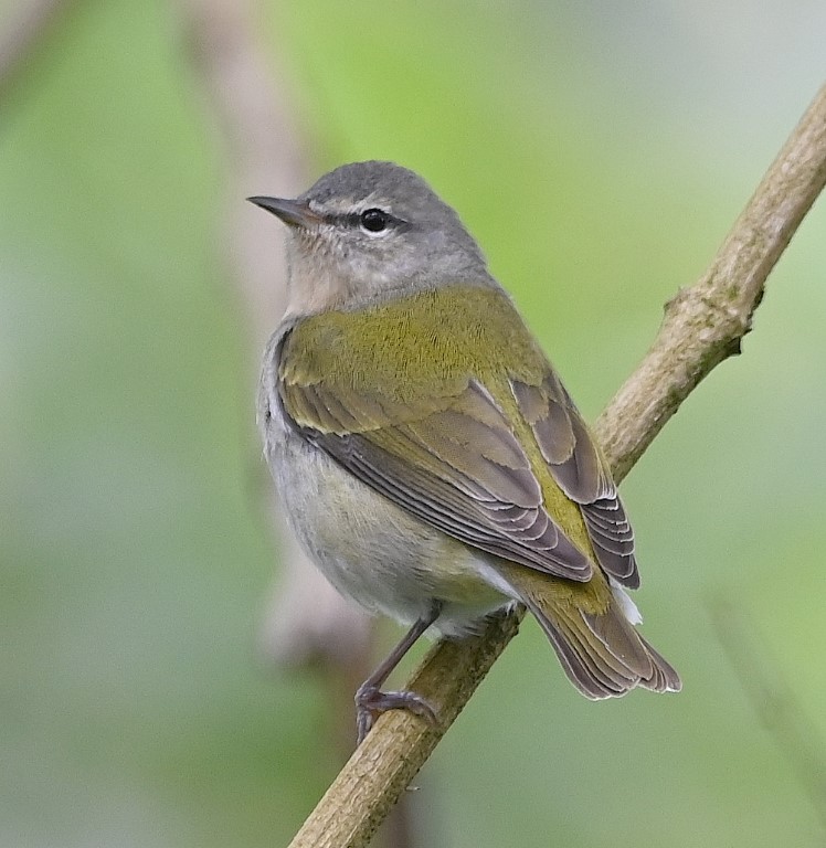 DSC_2008b.jpg