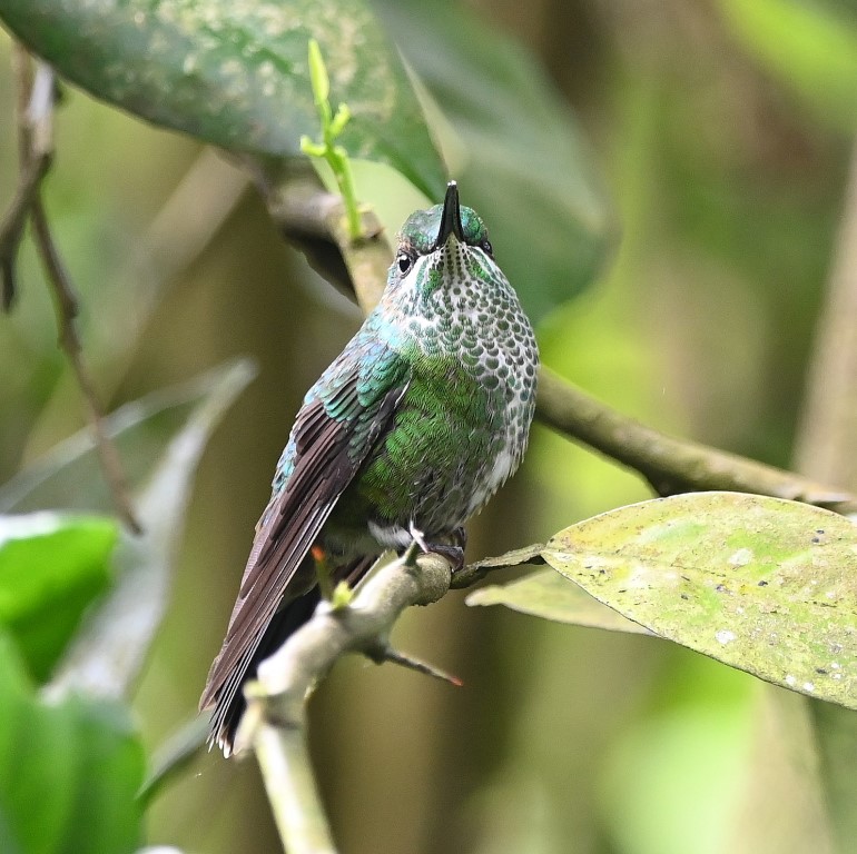 DSC_2015b.jpg