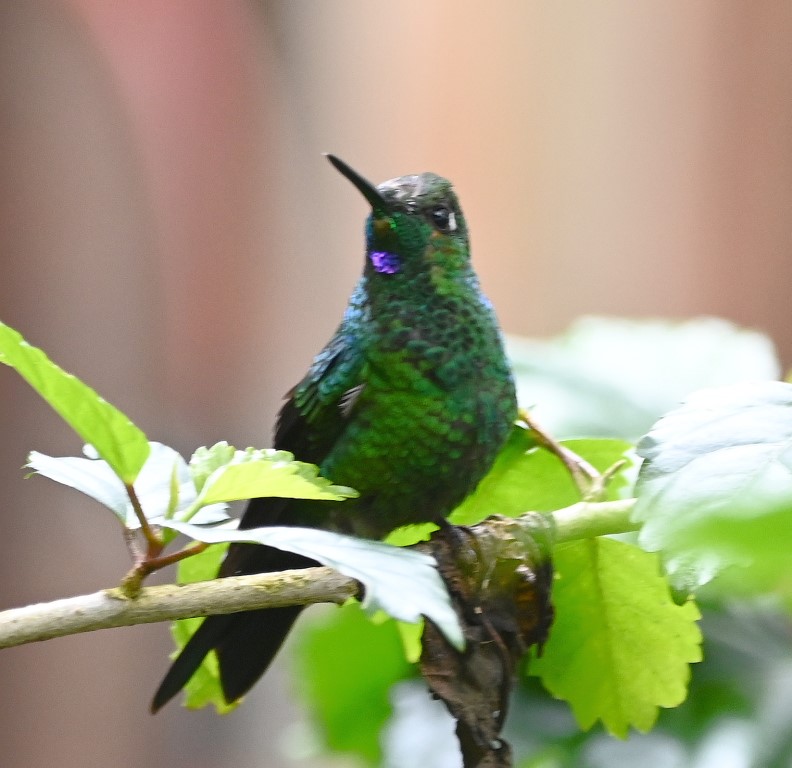 DSC_2016b.jpg