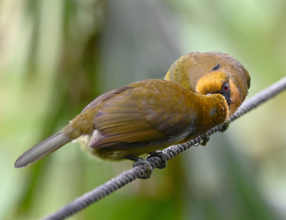 DSC_2037b.jpg