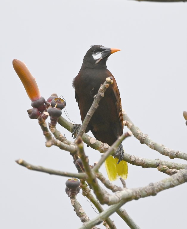 DSC_2050b.jpg