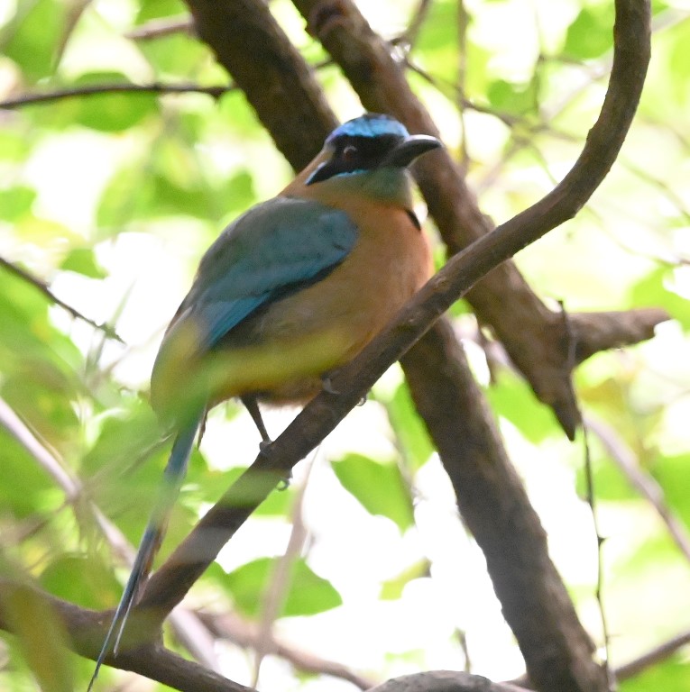 DSC_2077b.jpg