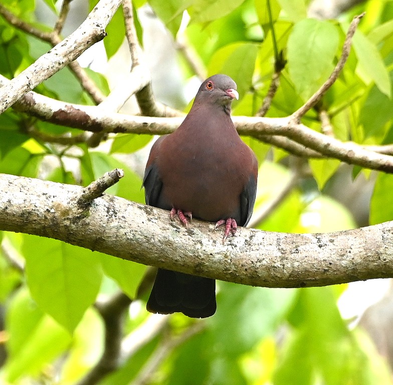 DSC_2142b.jpg
