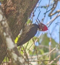 Pale-billed Woodpecker
Photo taken by our guide, Erick Guzmn, using his spotting scope and my Pixel phone
