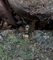 Shimmering Golden Sugar Ant
(Camponotus sericeiventris)