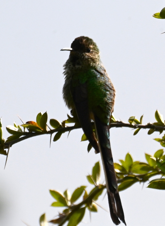 DSC_2524b.jpg