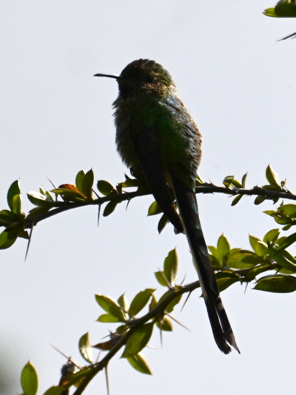 DSC_2527b.jpg