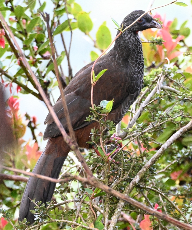 DSC_2573b.jpg