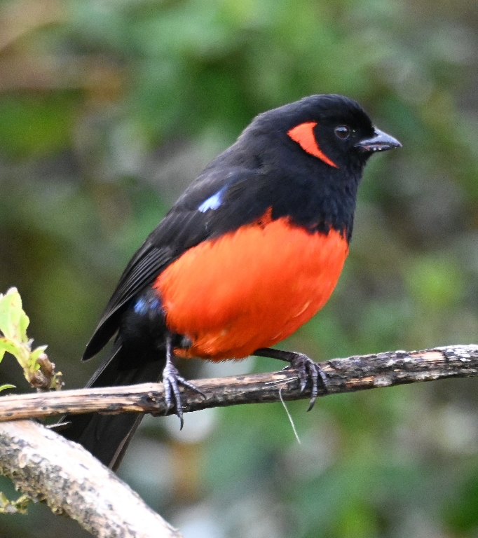 DSC_2577b.jpg