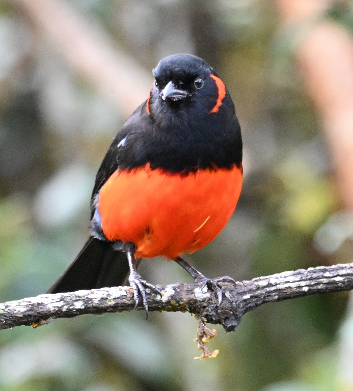 DSC_2579b.jpg