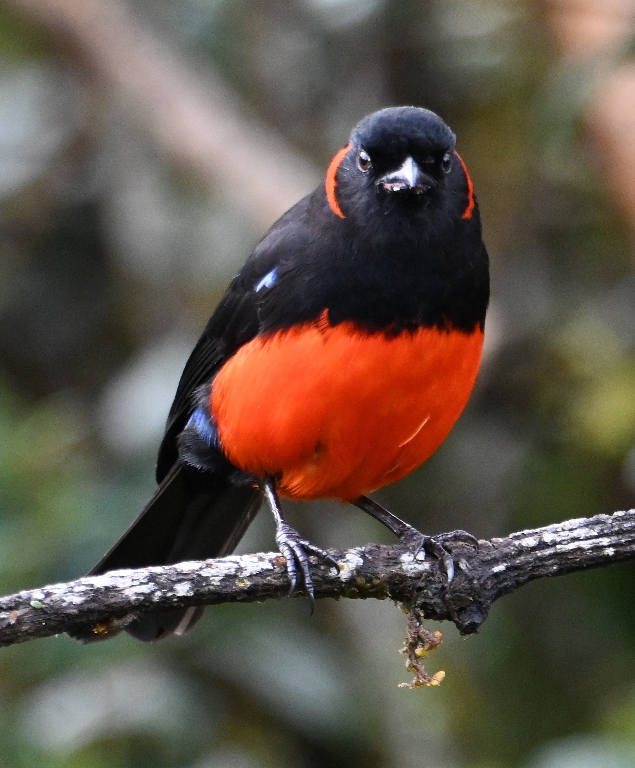 DSC_2582b.jpg