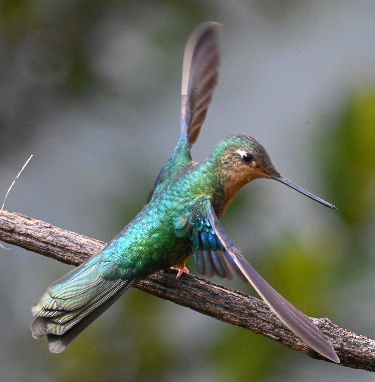 DSC_2585b.jpg