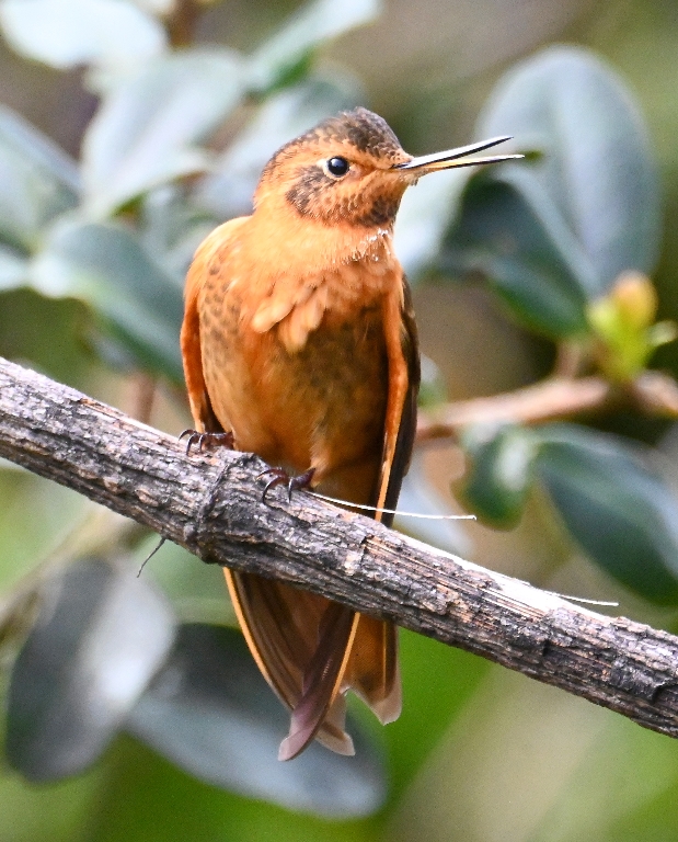 DSC_2586b.jpg