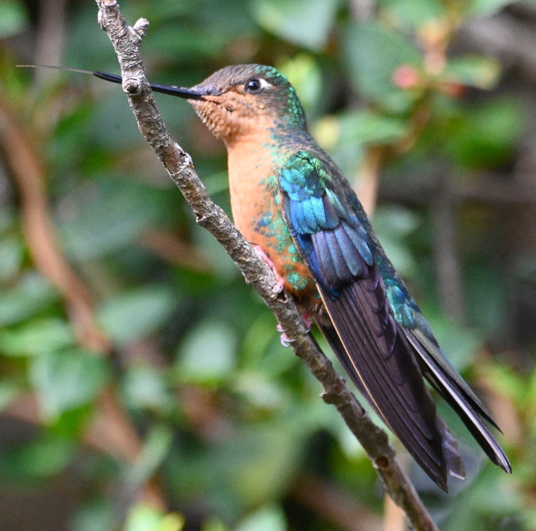 DSC_2592b.jpg