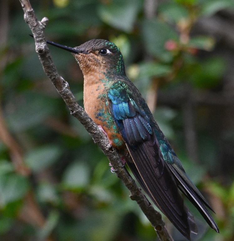 DSC_2594b.jpg