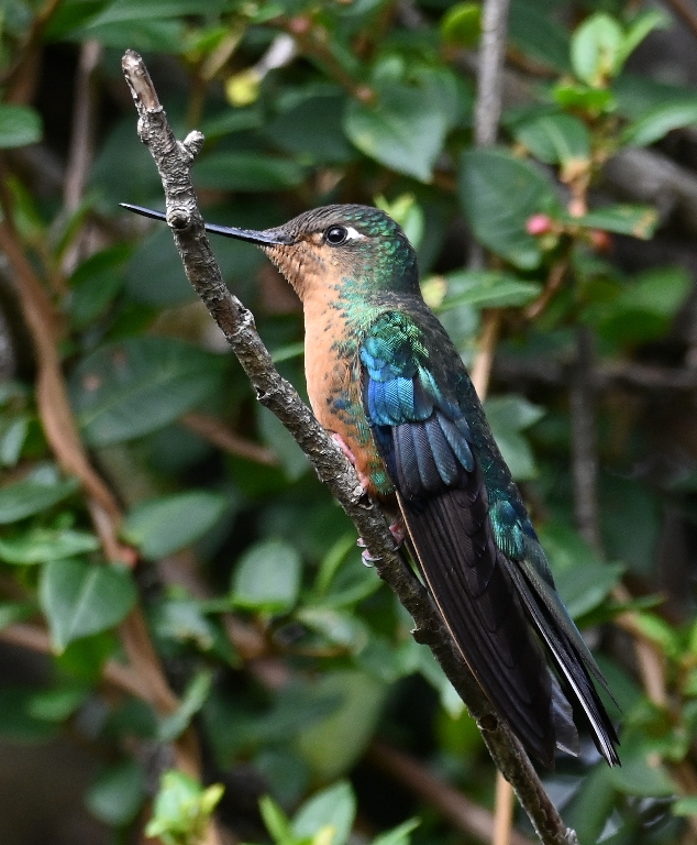 DSC_2598b.jpg