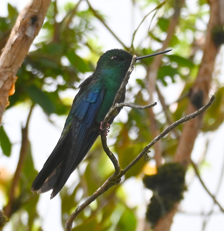 DSC_2616b.jpg