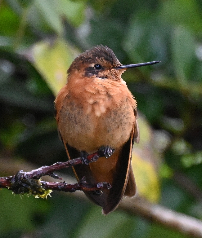 DSC_2676b.jpg