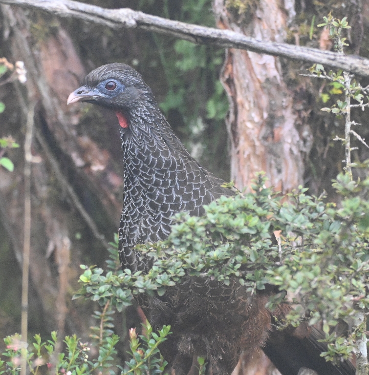 DSC_2731b.jpg